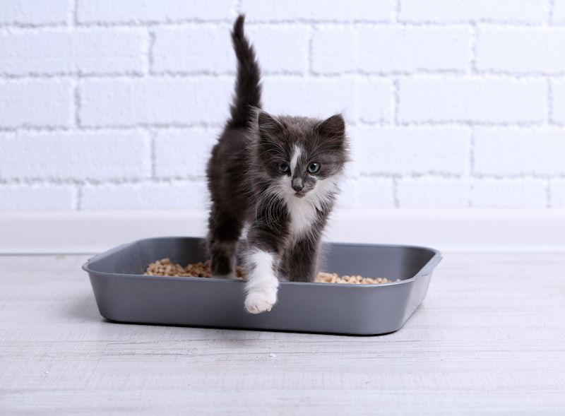 cat in litterbox