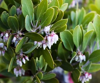 Light pink flowers on a manzanita shrub