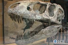 Tarbosaurus skull, fossils, smuggling