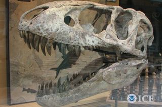 Tarbosaurus skull, fossils, smuggling