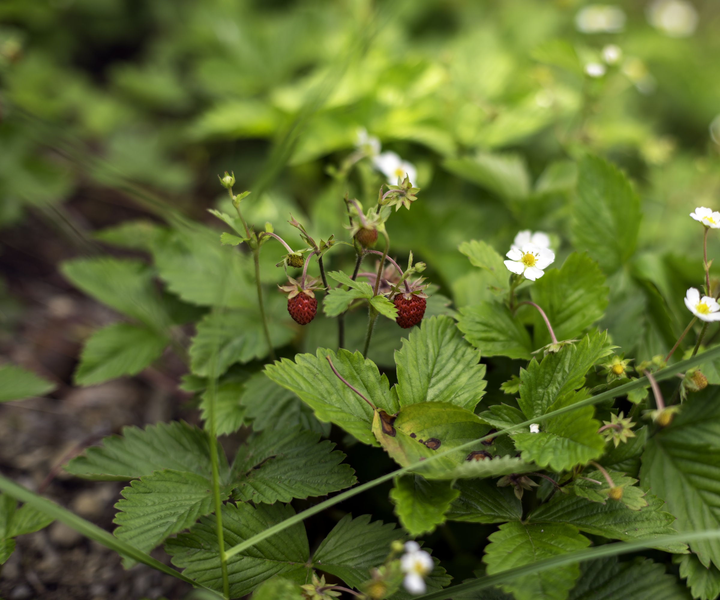 Wild strawberries