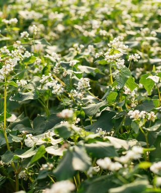 buckwheat green manure