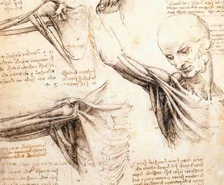 The design for da Vinci's robotic knight was based closely on human anatomy. During his lifetime, Leonardo drew many sketches such as this one, depicting the muscles and tendons of the upper body.