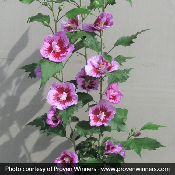 Purple Pillar&amp;reg; Rose of Sharon