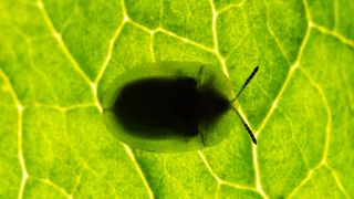 A bug shot from behind a backlit leaf