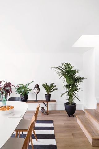 living room with lots of different sizes of plants