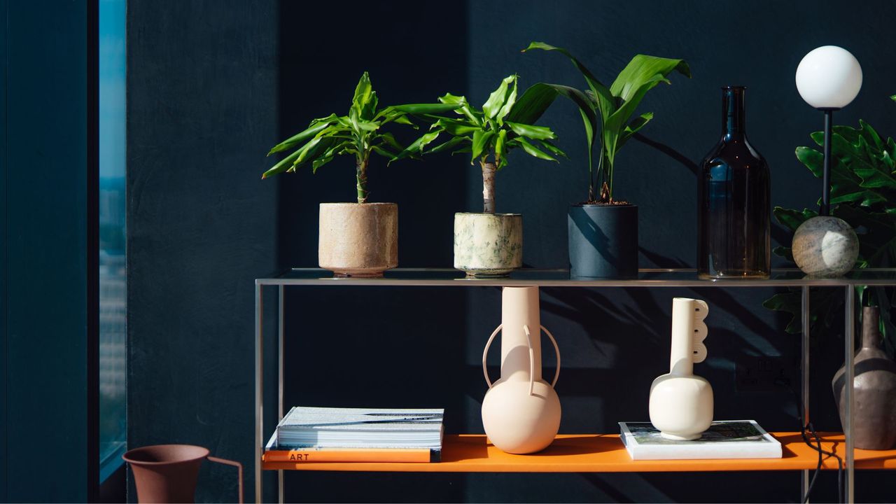 A shelf with an array of potted houseplants, vases and a shelf lamp