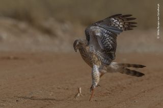 A gecko jumping at a bird of prey