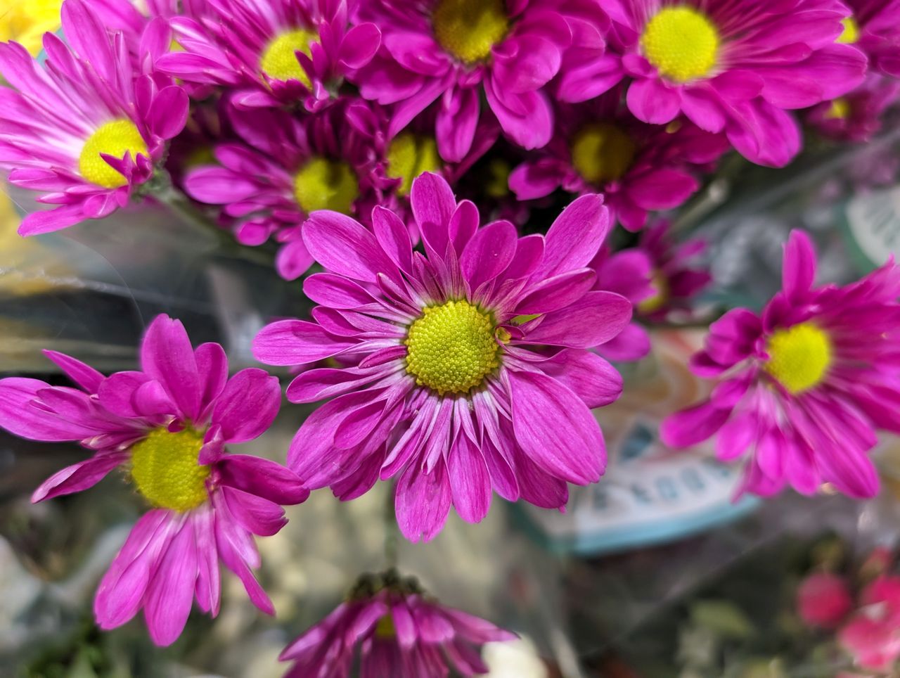 Google Pixel 8 main camera sample.