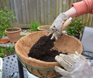Filling a hanging basket with nutritious potting soil compost