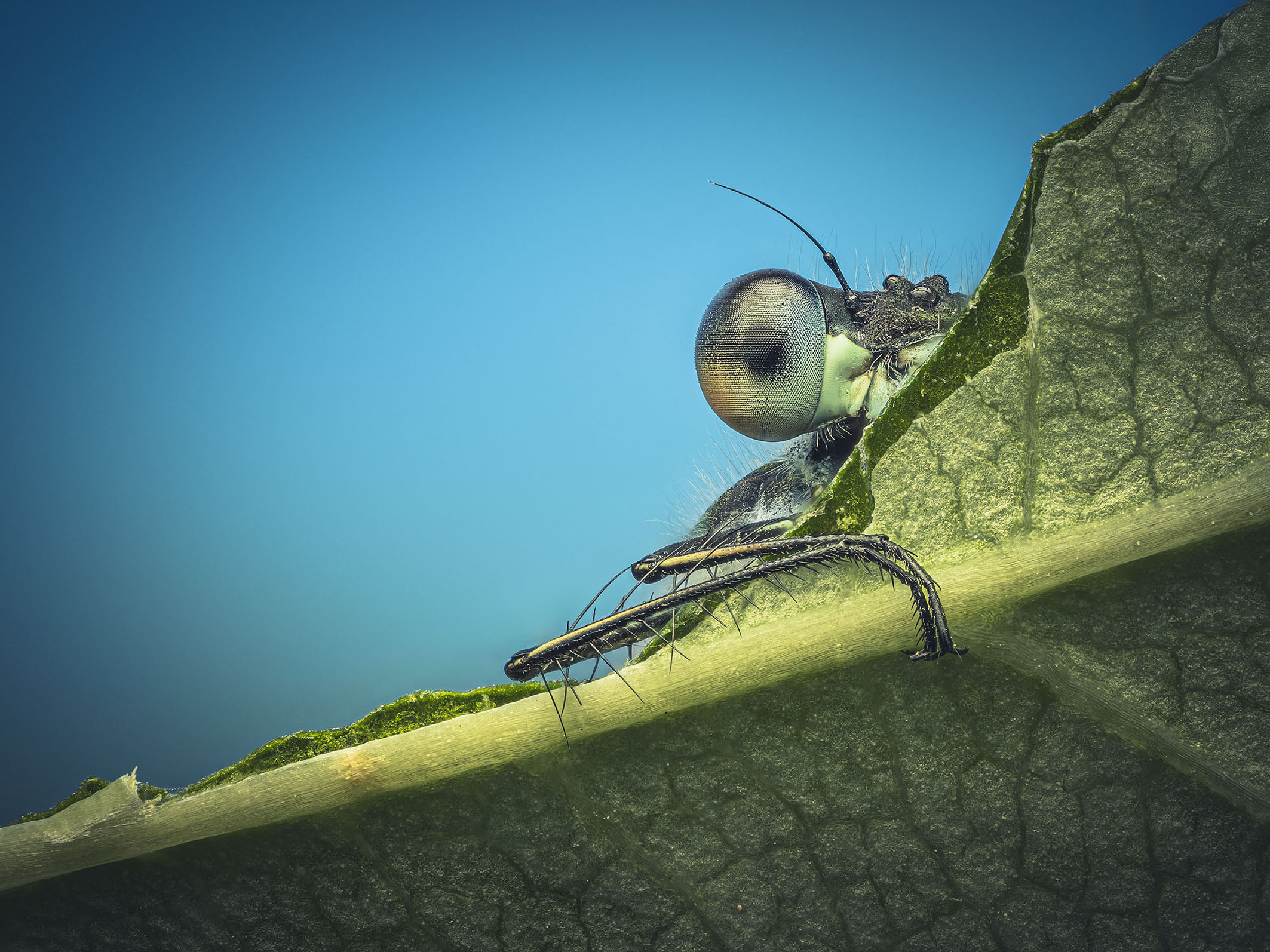 Close-up of a dragonfly resting on a leaf, showcasing its large eyes and detailed body structure against a blue background