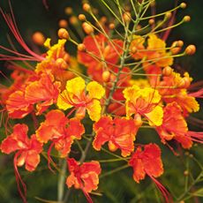 mexican bird of paradise flower