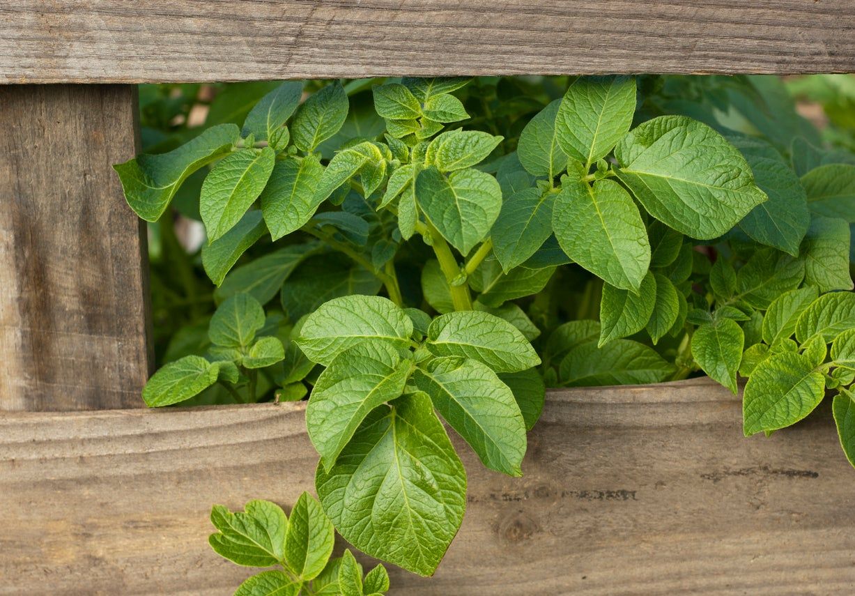 Potato Plant Leaves Growing Out Of Pallets