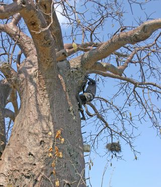 A Hadza man climbs a tree to get wild honey. In spite of this strenuous life style, a new study has found that these hunter-gathers burn no more calories than more sedentary Westerners.