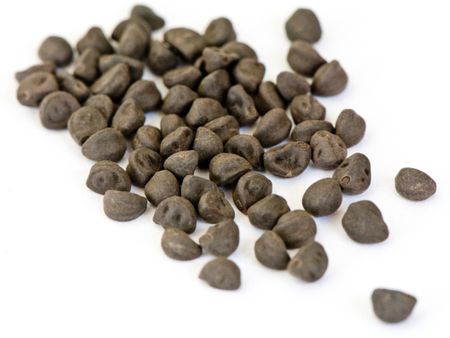 Chocolate Chip-Like Morning Glory Seeds