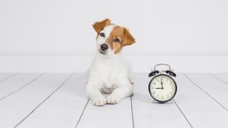 Jack russell waiting next to alarm clock