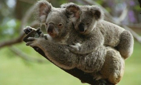Koalas are both endangered and so plentiful they're causing problems. How'd  that happen?