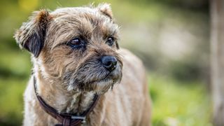 Border Terrier