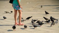 A woman wearing a short skirt and pink sandals stands in the midst of a group of pigeons. 