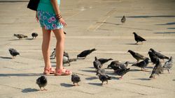 A woman wearing a short skirt and pink sandals stands in the midst of a group of pigeons. 