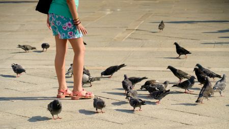 A woman wearing a short skirt and pink sandals stands in the midst of a group of pigeons. 