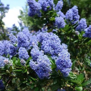 Chuxay Garden Creeping Mountain Lilac Seed 25 Seeds California Lilacs Evergreen Shrub Striking Landscaping Plant Attract Butterflies and Bees Exotic Charm