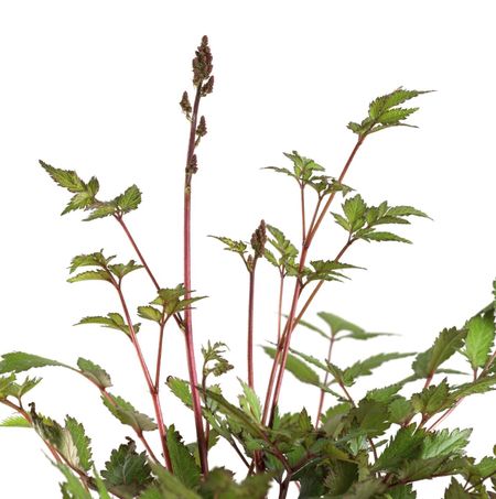 Astilbe Plant