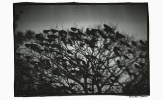Ravens gathered in a tree