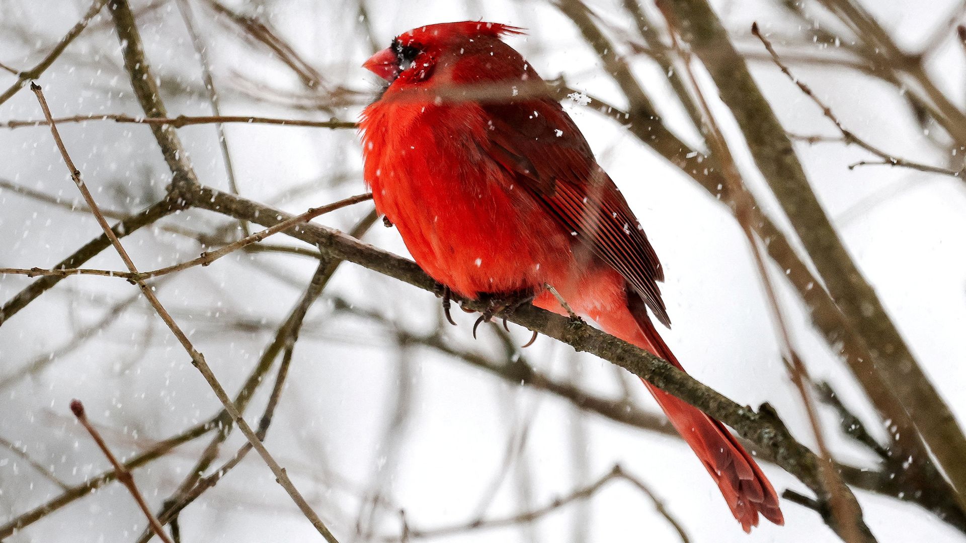 
                                A male Northern Cardinal perches on a branch during heavy snowfall in Nyack, New York
                            