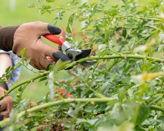 Taking rose cutting from rose bush