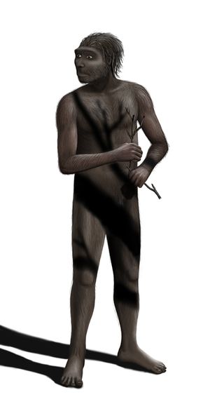 Homo erectus, human ancestor, missing link,
