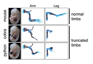 During normal development, mice form full arms and legs (top). But when mice embryos are given a stretch of DNA from a cobra (middle) and a python (bottom) that controls limb development, their arm and leg growth are severely limited.