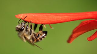The Cape honeybee worker has been shown to clone itself millions of times.