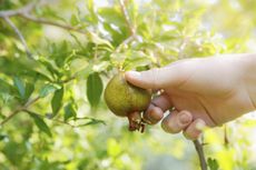 Hand Picking Pomegranate Fruit