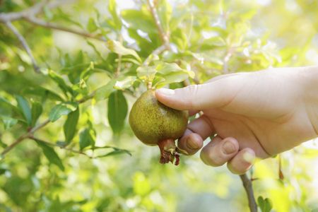 Hand Picking Pomegranate Fruit