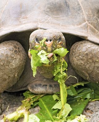 the Pinta Island tortoises may have died out with Lonesome George, but genetic research has raised the possibility of a come back