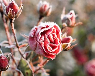 Roses dusted with frost