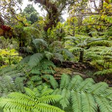 shade fern garden filled with foliage and fronds