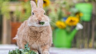 Rabbit eating greens