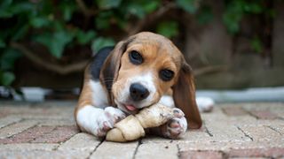 Beagle with chew toy bone