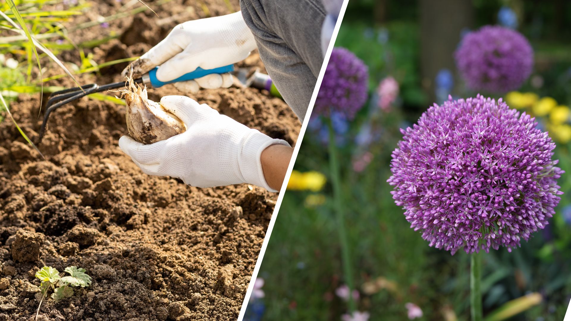 composite of woman planting allium bulb and a full grown allium flower