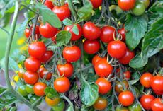 Tomato Plant Full Of Cherry Tomatoes