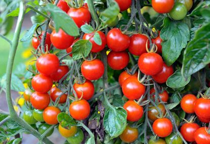 Tomato Plant Full Of Cherry Tomatoes