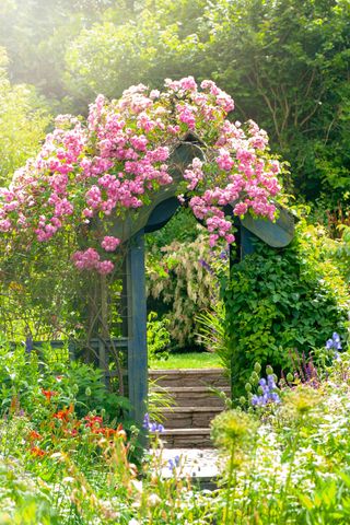 garden arbor ideas: blue arch covered in roses