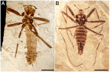 an image of an Saurophthyrus exquisitus flea