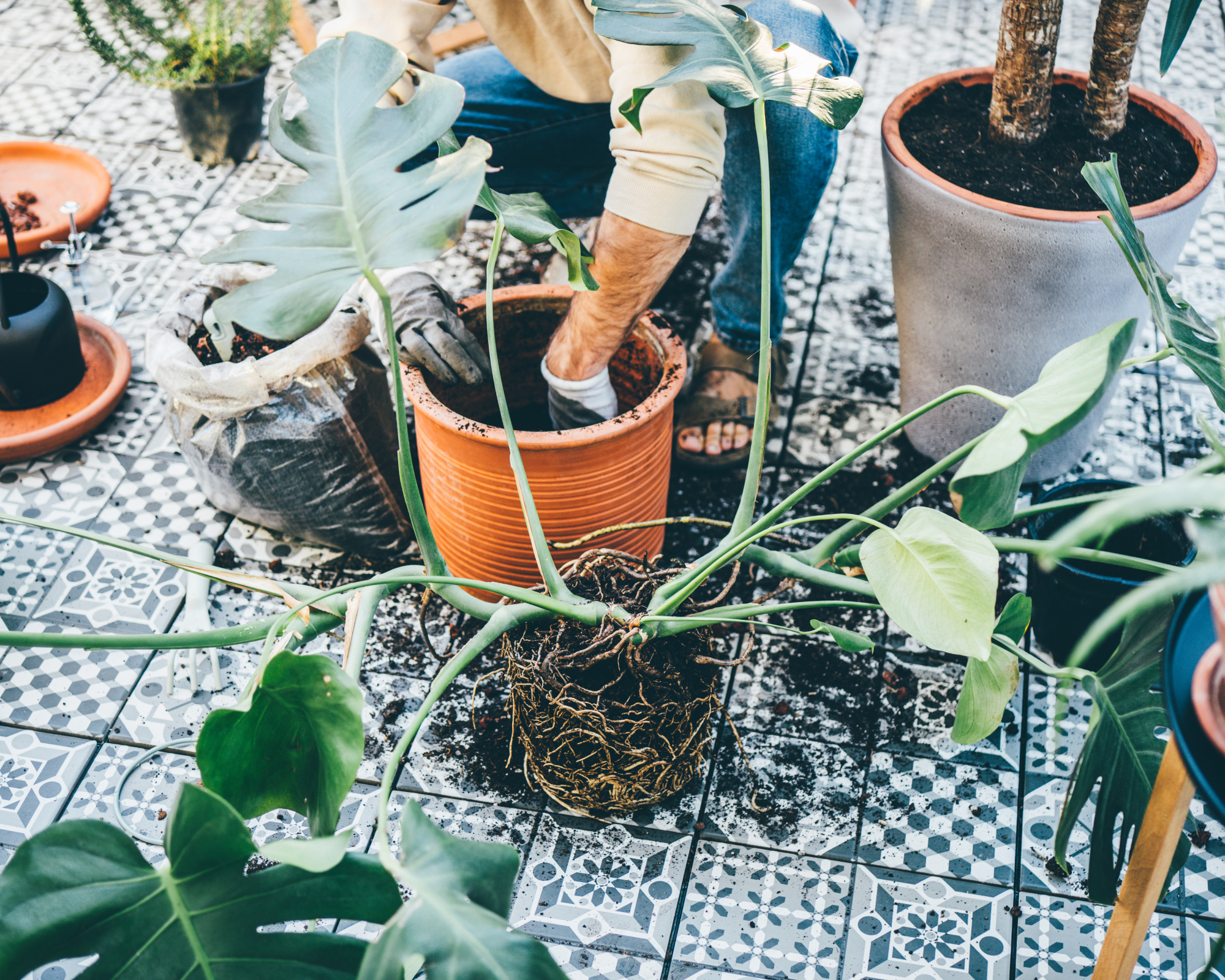 Man repotting houseplant on tiled patio