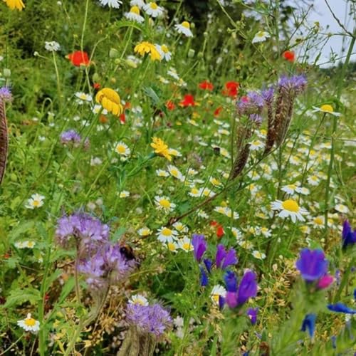 Eco Meadow - Wildflower and Grass Seed Mix - 30% Wild Flower Seeds 70% Meadow Grasses - Garden Lawncare Guy (100g for 20m&amp;sup2;)