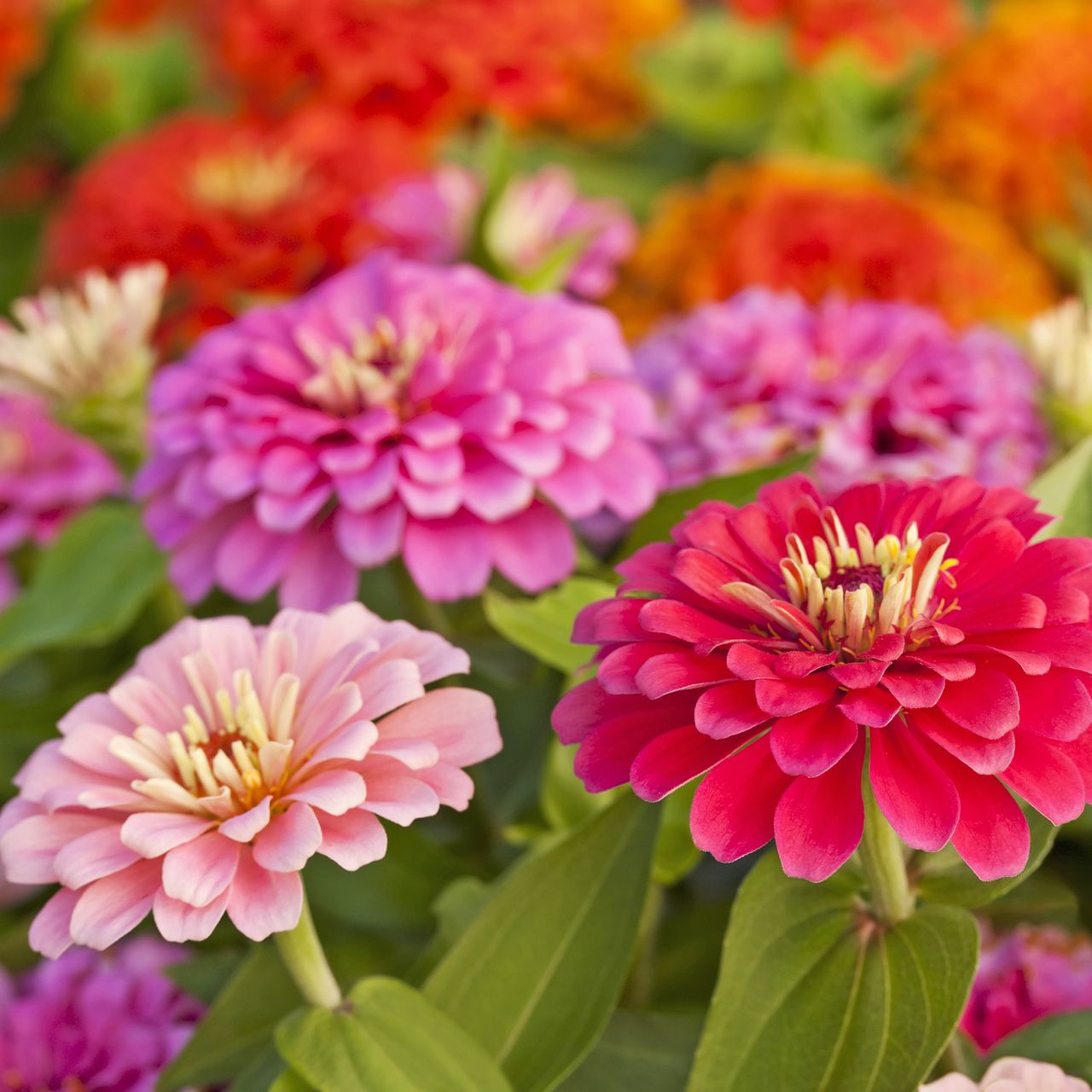 Colorful zinnia flowers in red, pink, and orange, growing in garden