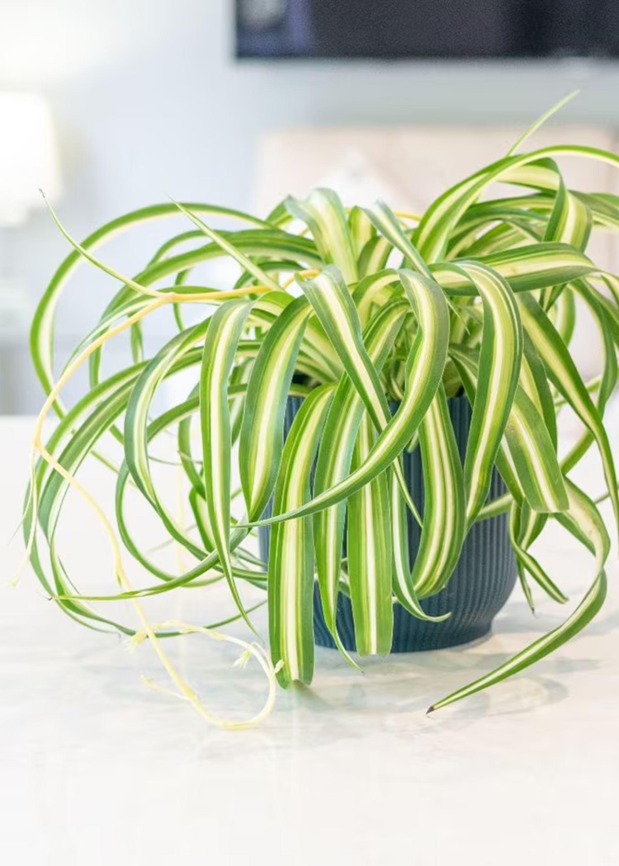 A close-up of a 'Bonnie' spider plant on a counter