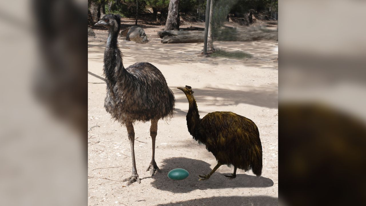 A virtual image of the extinct dwarf emu next to today's living emu.